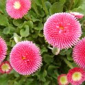 Bellis perennis 'Rominette rose Vif'
